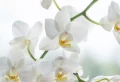 L’endroit idéal pour conserver une orchidée : les secrets d’une floraison éclatante !