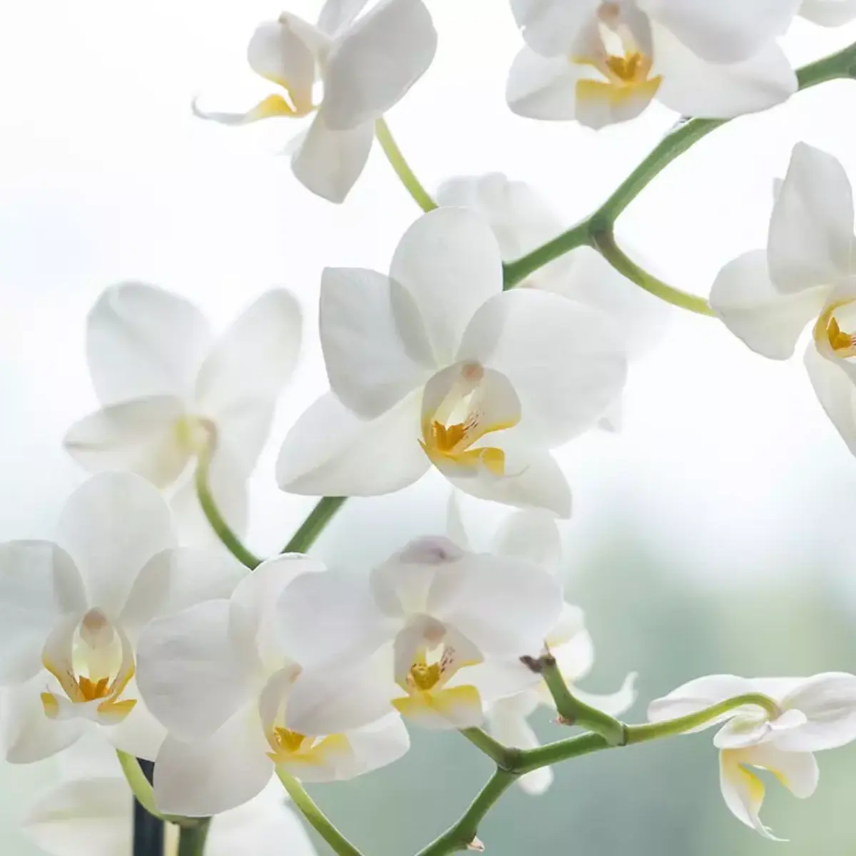 orchidée blanche emplacement idéal