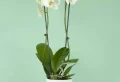 L’endroit idéal pour conserver une orchidée : les secrets d’une floraison éclatante !