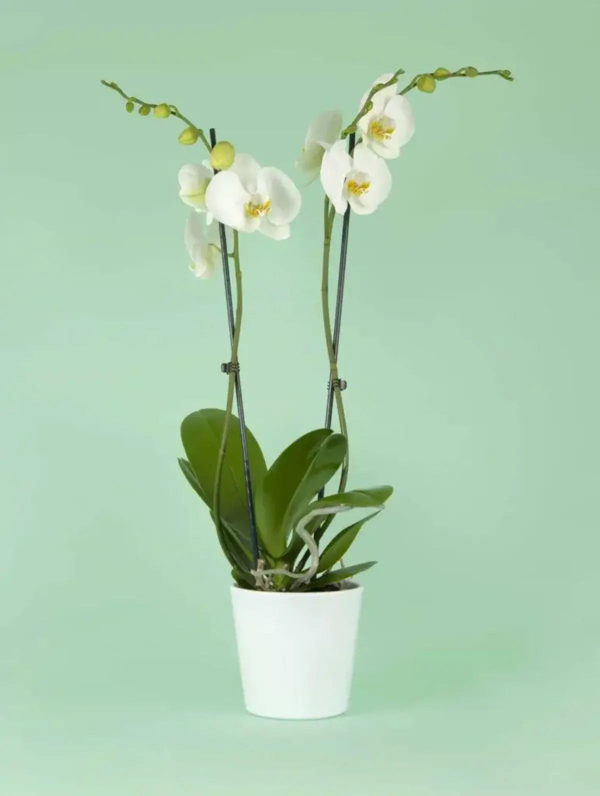 orchidée blanche ou la placer