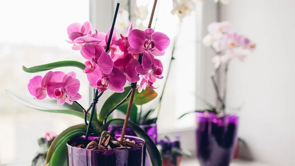 orchidee en pot comment la faire fleurir