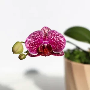 L'endroit idéal pour conserver une orchidée : les secrets d'une floraison éclatante !