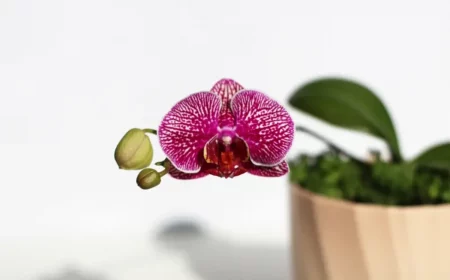 orchidee en pot quel est meilleur emplacement
