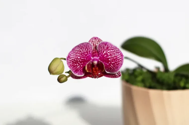 orchidée en pot quel est meilleur emplacement