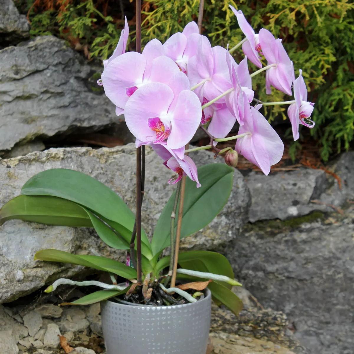 orchidée rose comment booster sa floraison