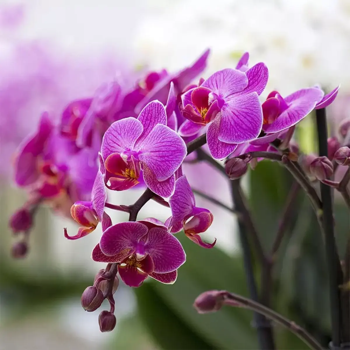 orchidee rose meilleur emplacement pour fleurs