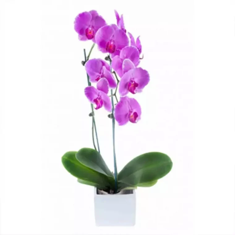 orchidee rose où la placer