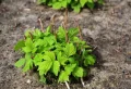 Faut-il planter des framboisiers au printemps et comment le faire correctement ? Voici le guide complet !