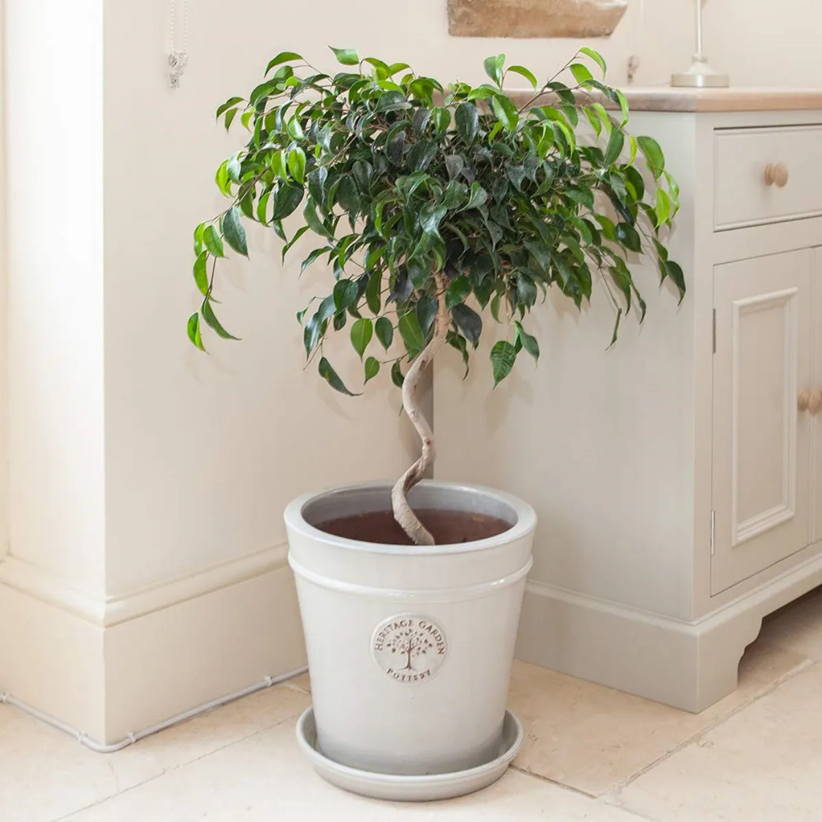 Dónde colocar Ficus benjamina en casa consejos