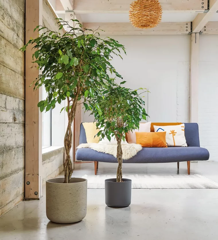 ou placer le ficus benjamina dans la maison conseils de pro