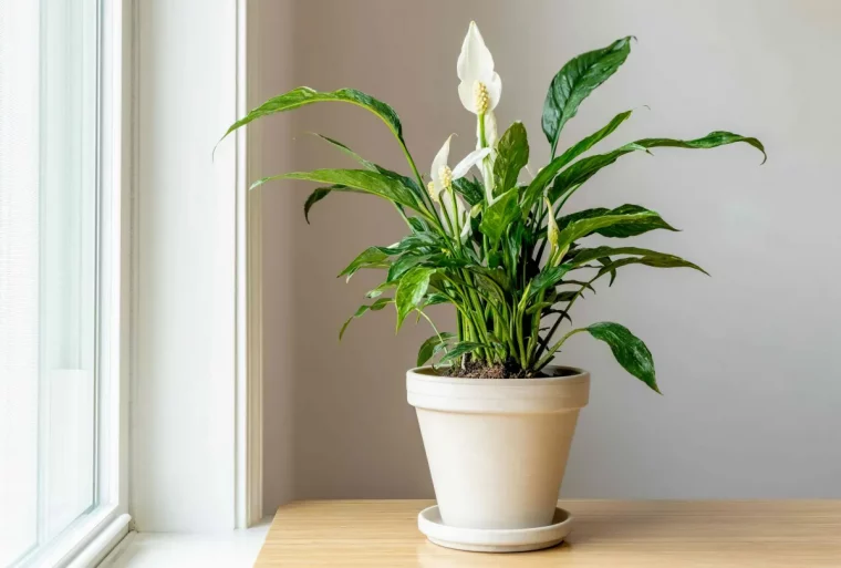 ou placer le spathiphyllum a la maison conseils