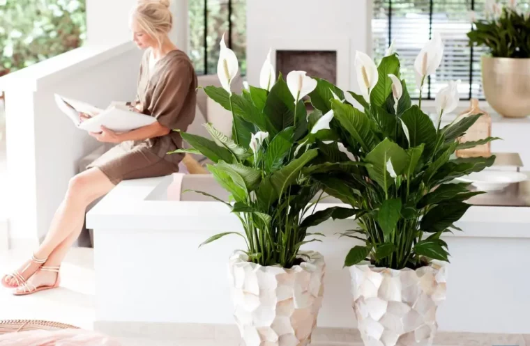 ou placer le spathiphyllum dans la maison astuces