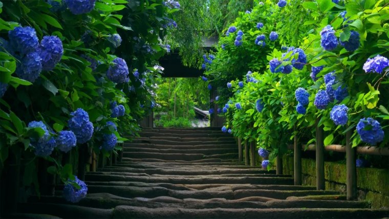 ou planter les hortensias dans le jardin pour une floraison abondante