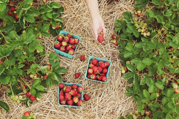 paillage fraises plantation fraisier et astuces d entretien
