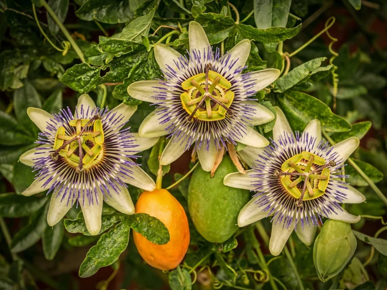 passiflore feuilles vertes croissance rapide et fleurs blues violettes