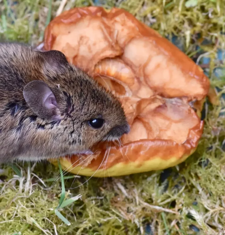 petit mulot dans un jardin qui mange une pomme