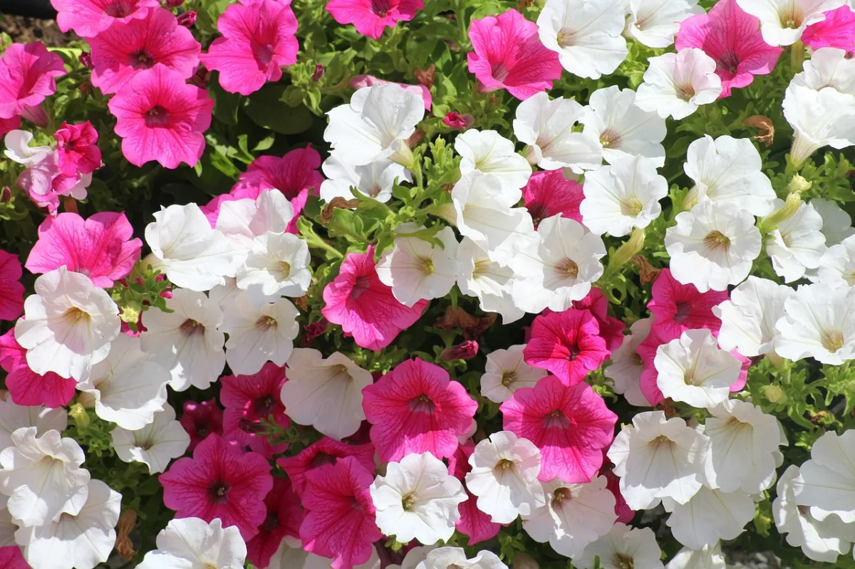 petunia plante vivace ou annuelle floraison fleurs blanches roses