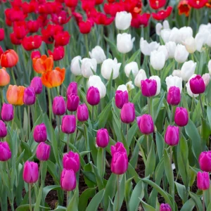 Peut-on planter des tulipes en mars pour obtenir des fleurs au bon moment ? Les conseils des experts