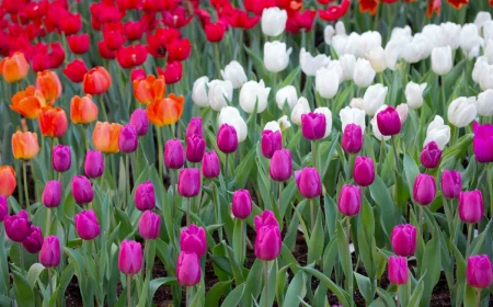 peut on planter des tulipes en mars fleurs blanches rouges et violettes