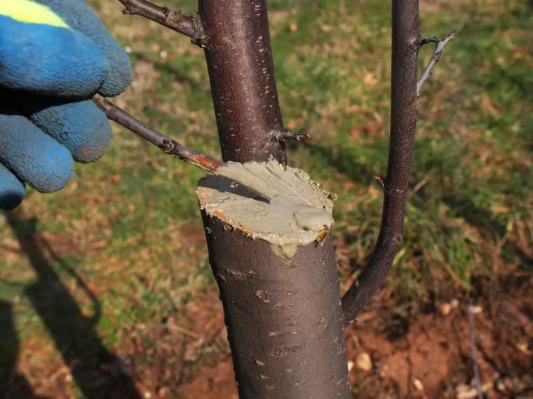 peut on transplanter un arbre en mai