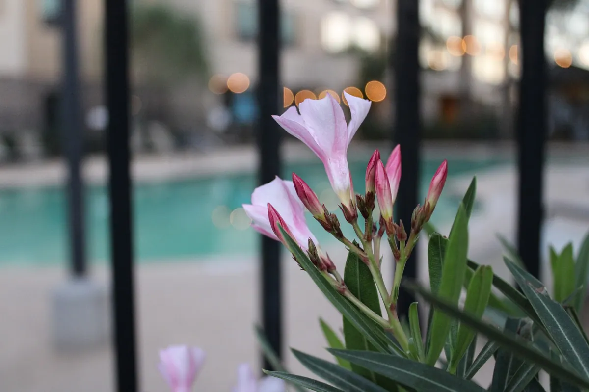 piscine amenagement paysager arbustes ornementaux oleander entretien