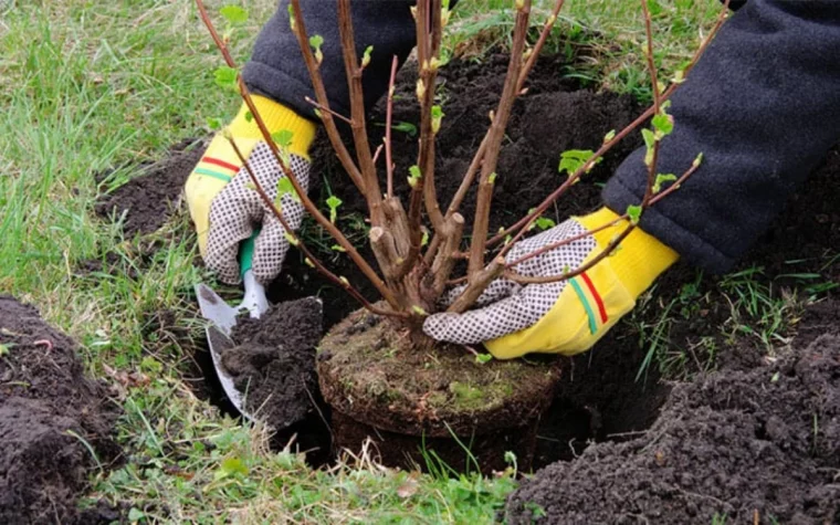 plantation des arbustes au printemps