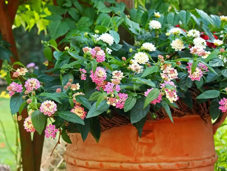 plante balcon sans arrosage lantana