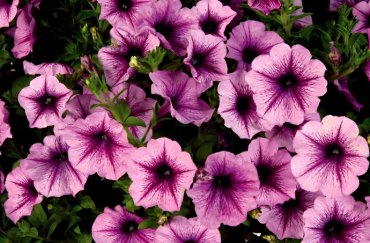 plante brise vue d exterieur pour terrasse le petunia la plus simple qui convient a tous les amateurs