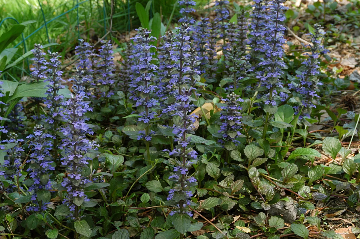 plante couvre sol ombre bugle rampante idée plantes fleurs violettes