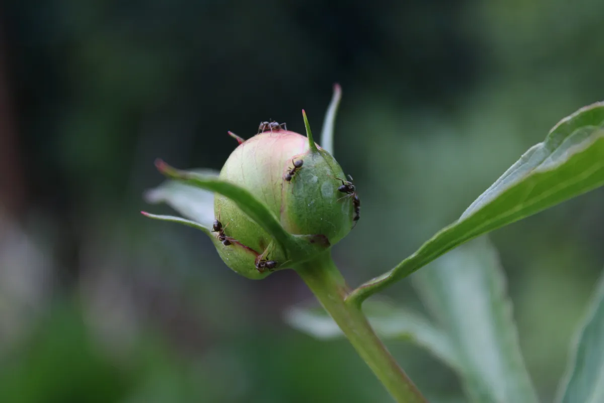 plante fleur jardin invasion fourmis insectes remedes naturels