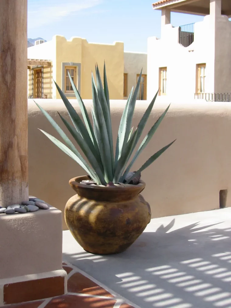 plante jardinière balcon agave sur un balcon blanc en pot