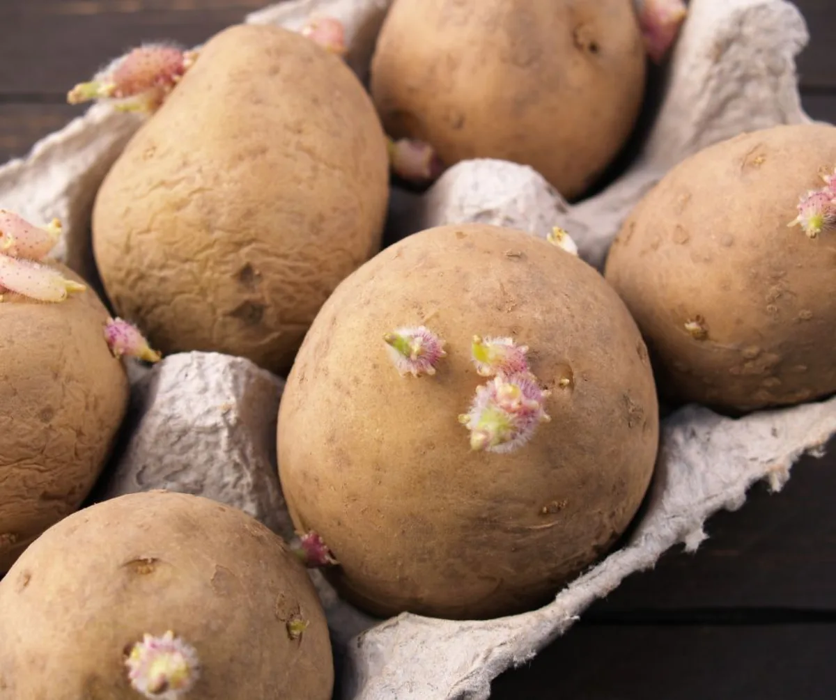 planter des pommes de terre germées comment accélérer la germination astuces