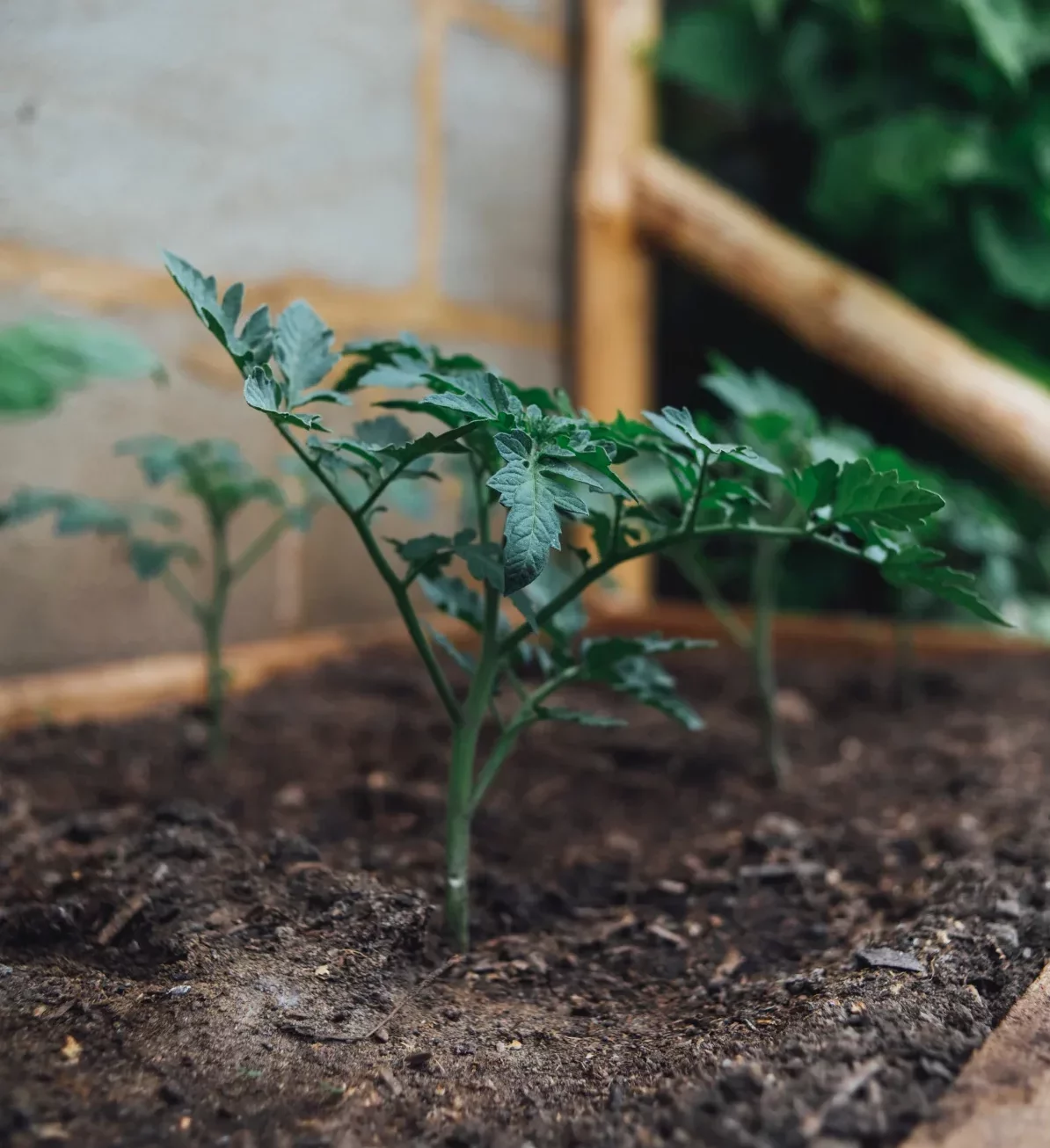 planter des tomates au jardin comment faire un carré potager au jardin