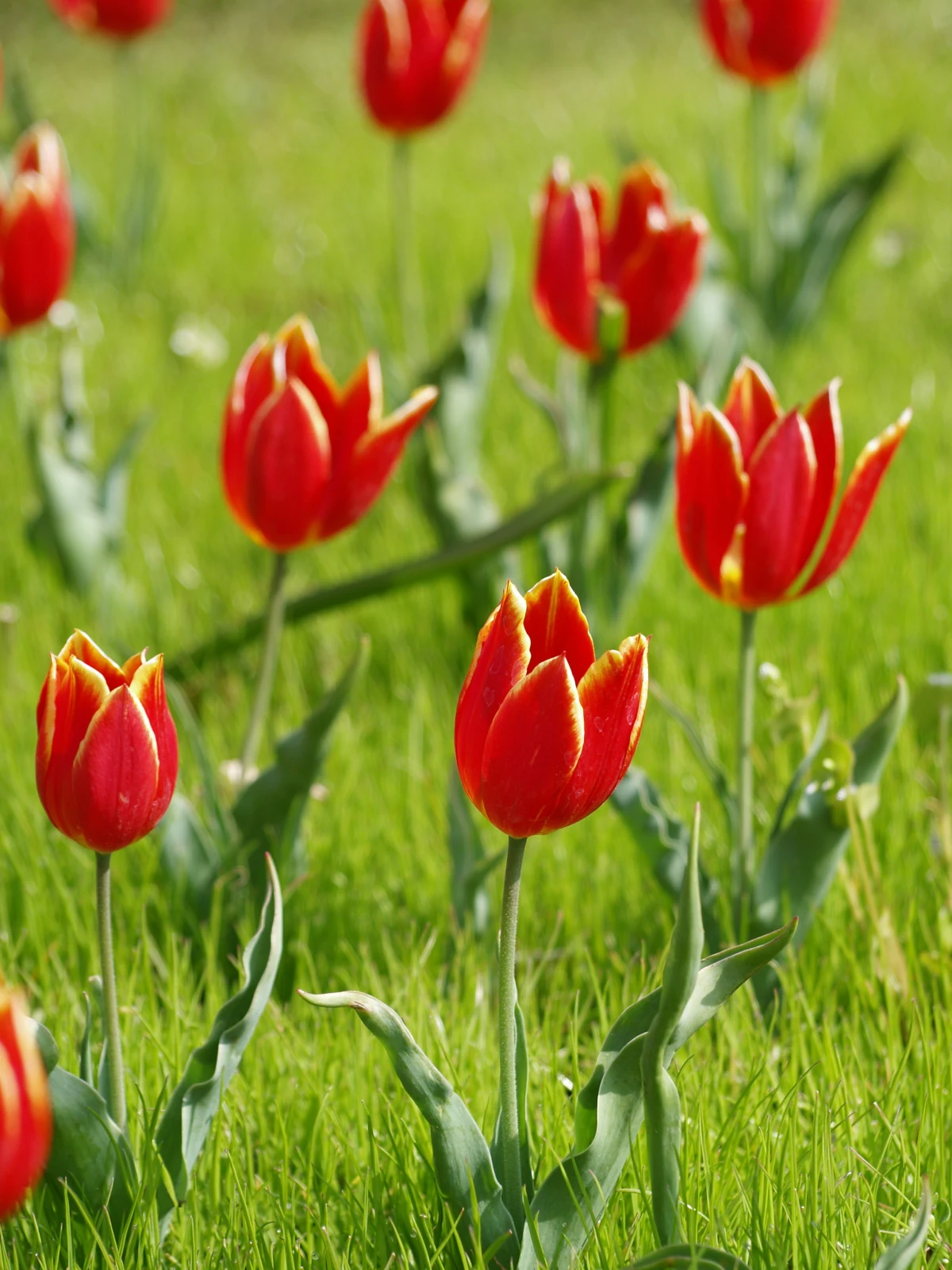 planter des tulipes au printemps fleurs rouges feuilles vertes