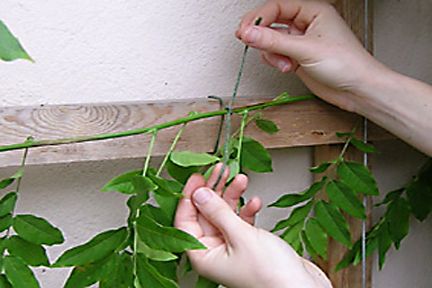 planter une glycine en pleine terre bouture dansune main