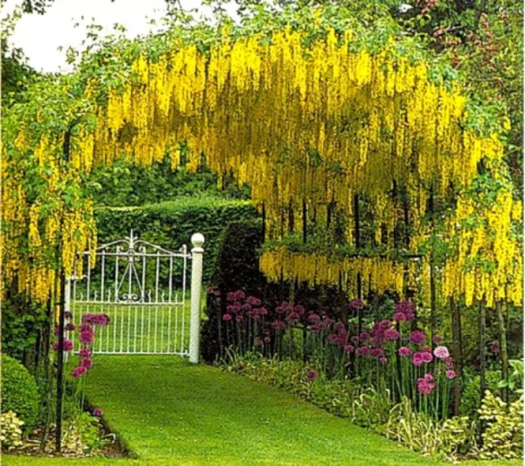 planter une glycine jaune pour qu'elle prenne glycine sur pergola