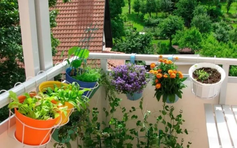 plantes et fleurs balcon plein sud