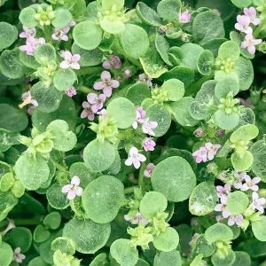 Top 5 des plantes couvre-sol résistantes au piétinement pour oublier le gazon et faire des économies !
