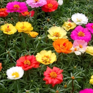portulaca est une plante succulente annuelle avec un feuillage bas persistant aux fleurs de differentes couleurs blanc rouge rose jaune orange