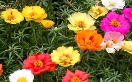 portulaca est une plante succulente annuelle avec un feuillage bas persistant aux fleurs de differentes couleurs blanc rouge rose jaune orange