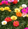 portulaca est une plante succulente annuelle avec un feuillage bas persistant aux fleurs de differentes couleurs blanc rouge rose jaune orange