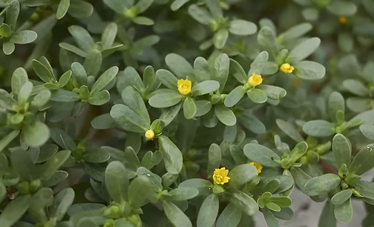 portulaca plante sauvage comestible a petites fleurs jaunes