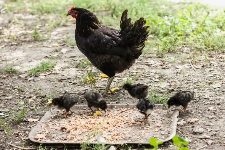 poulailler fumier poule contenu jardin herbe poulets engrais naturel