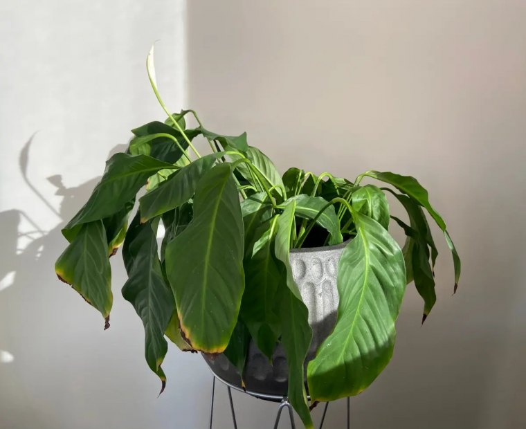 drooping peace lily plant, needs watering