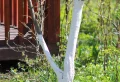 Quel produit pour remplacer le chaulage des arbres fruitiers ? Solutions contre le stress thermique et les parasites