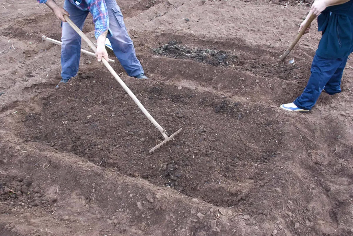 préparer la terre pour faire un potage deux hommes creusent le sol