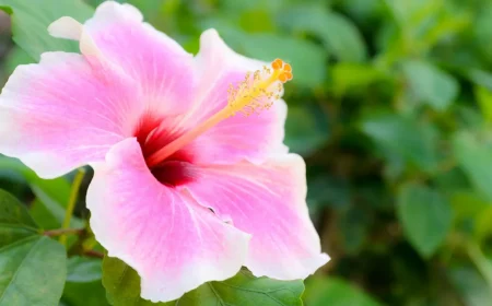 quand faut il effectuer la taille reguliere de l hibiscus