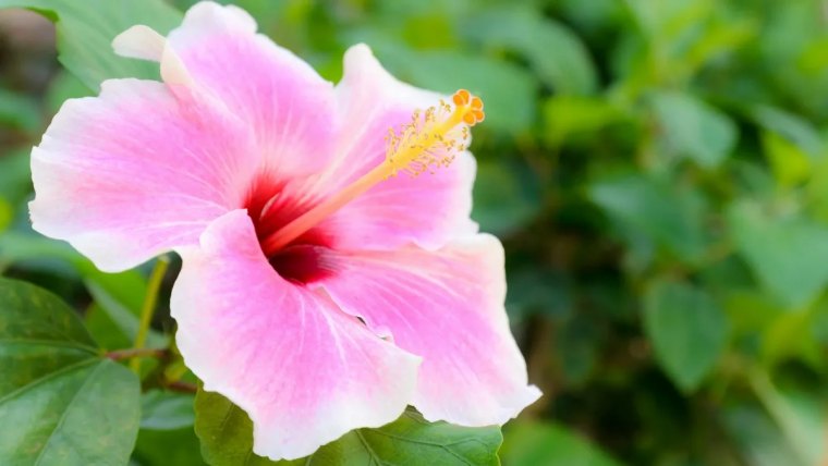 quand faut il effectuer la taille reguliere de l hibiscus