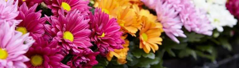 quand les chrysanthemes fleurissent ils conseils