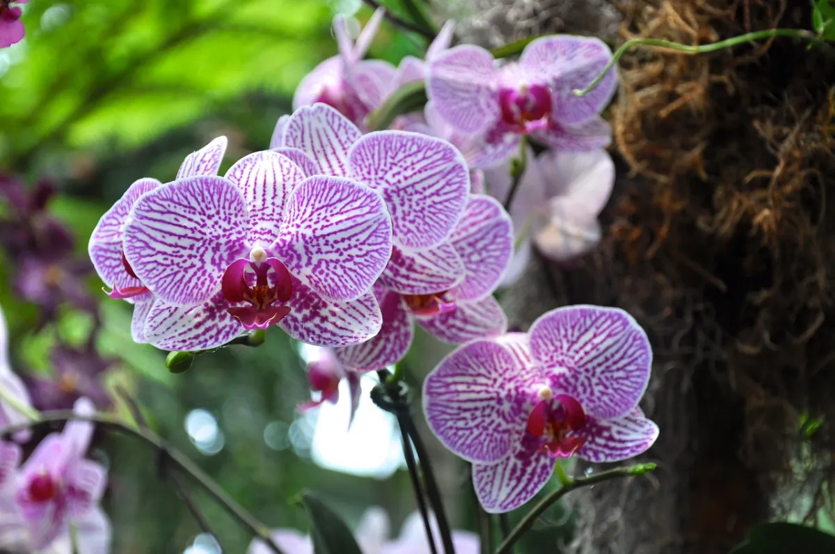 quand mettre engrais aux orchidees frequance periode de floraison dormance